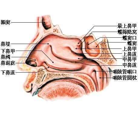 最新鼻病毒